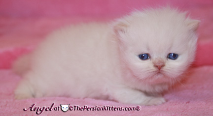 persian kitten