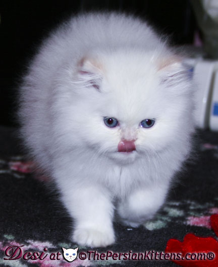 persian kitten Desi