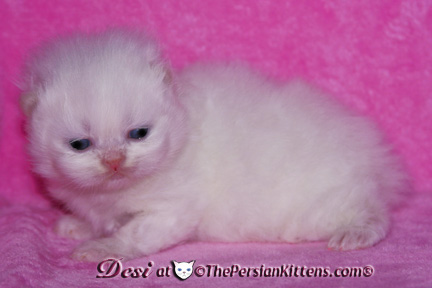 persian kitten