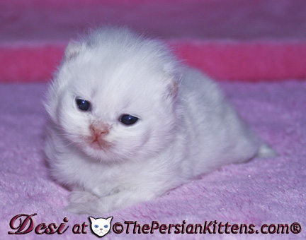 persian kitten