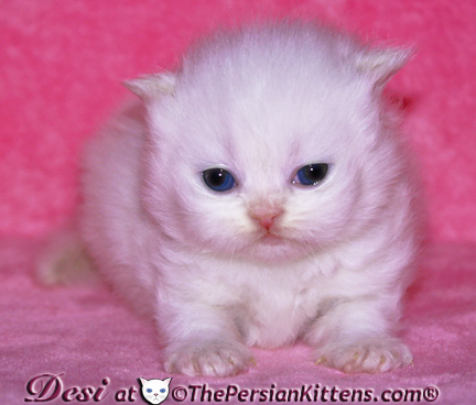 persian kitten