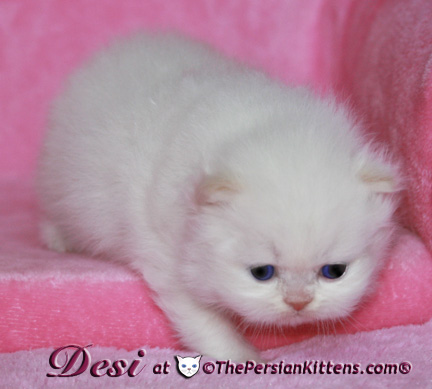 persian kitten