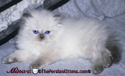 persian kitten image