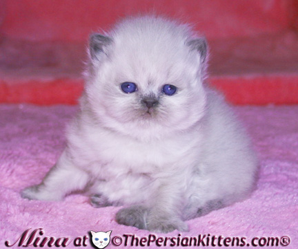 persian kitten at two weeks