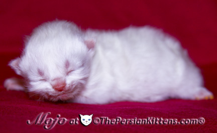 persian kitten