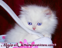 persian kitten 