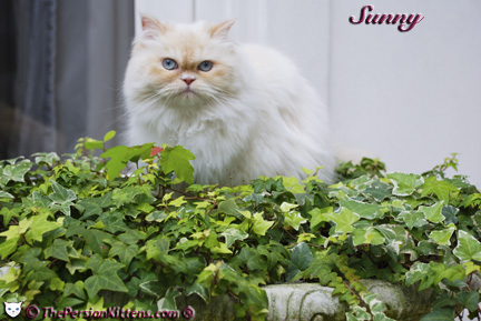 Persian Kittens Pictures