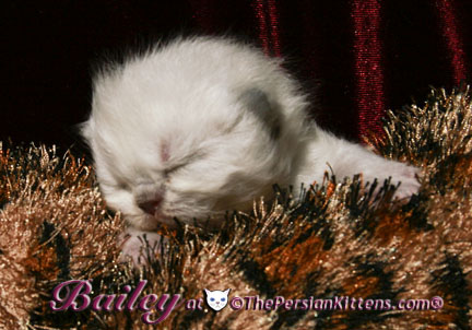 persian kitten