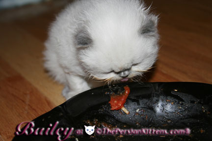 persian kitten