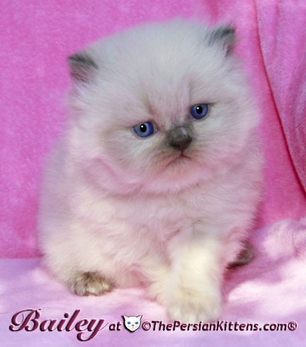 persian kitten