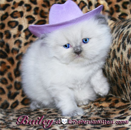 persian kitten