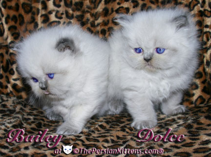 persian kitten