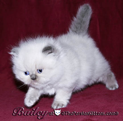 persian kitten