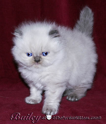 persian kitten