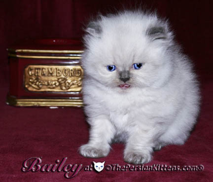 persian kitten