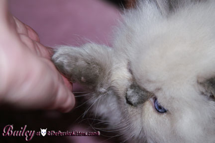 persian kitten
