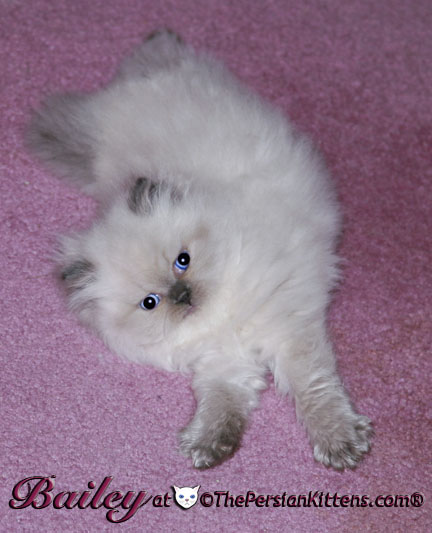 persian kitten
