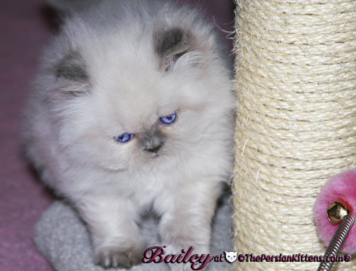 persian kitten
