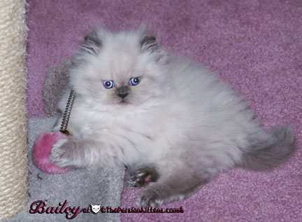 persian kitten