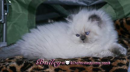 persian kitten