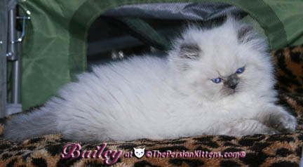persian kitten