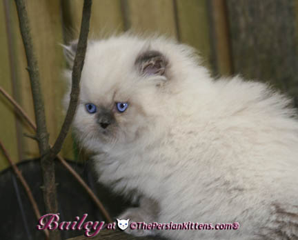 persian kitten