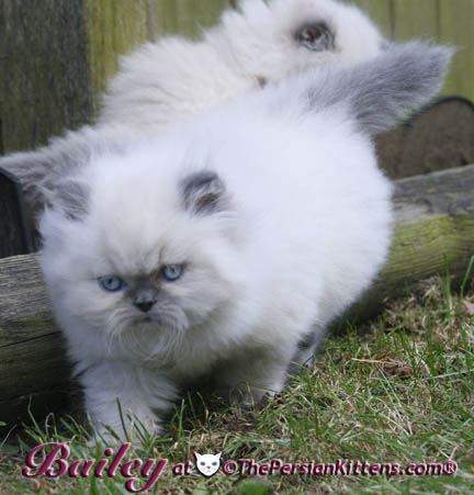 persian kitten