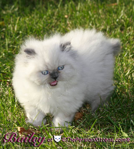 persian kitten