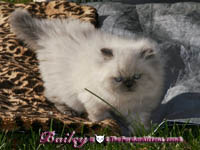 persian kittens Desi 