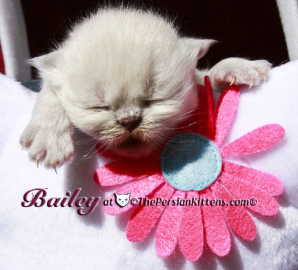 persian kitten