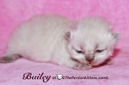 persian kitten