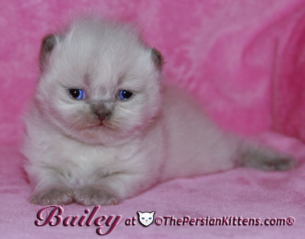 persian kitten