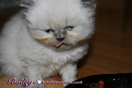 persian kitten