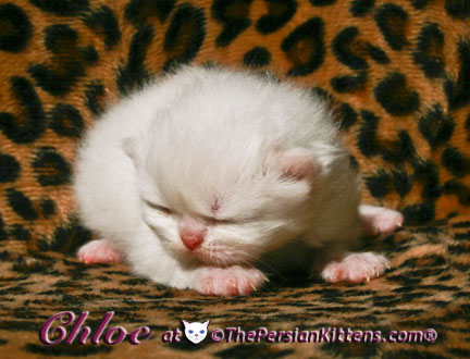 persian kitten