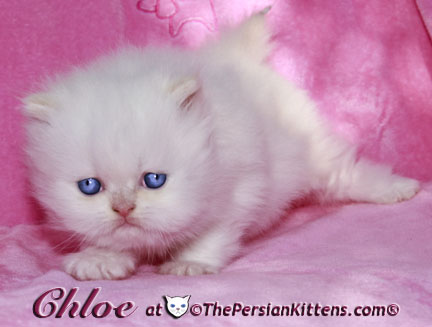 persian kitten