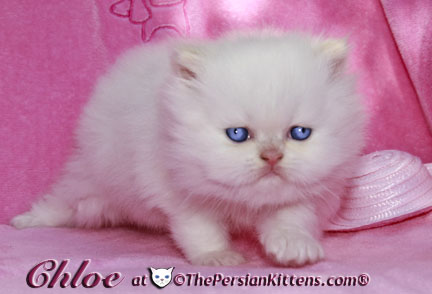 persian kitten