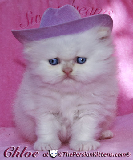 persian kitten