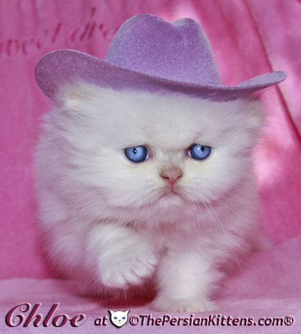 persian kitten