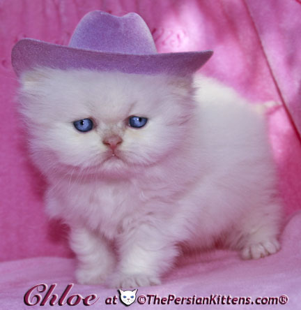 persian kitten