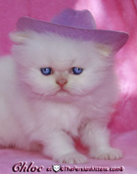 persian kitten