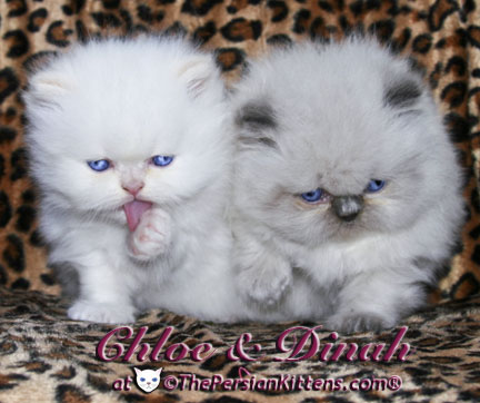 persian kitten