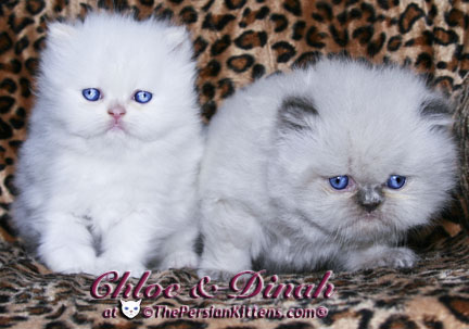 persian kitten