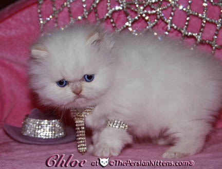persian kitten