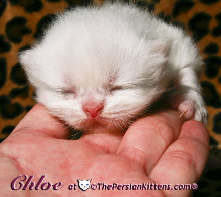 persian kitten