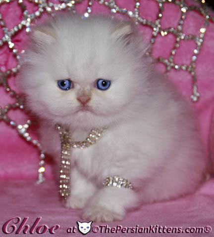 persian kitten
