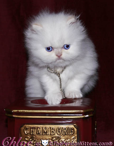 persian kitten