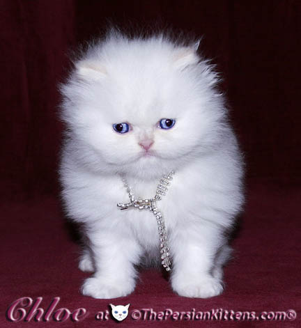 persian kitten