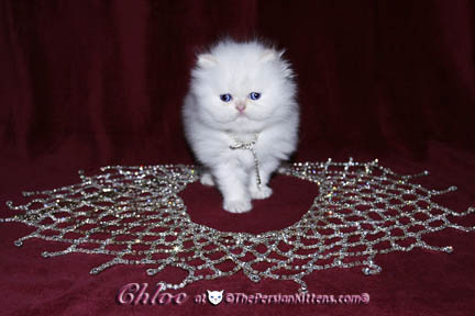 persian kitten