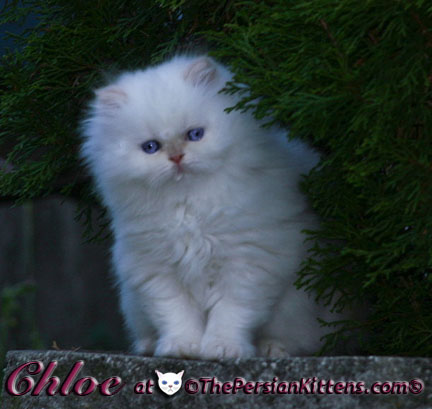 persian kitten