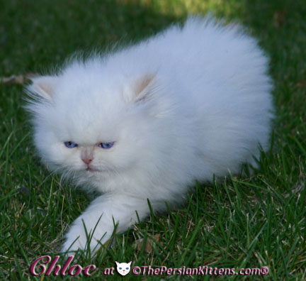 persian kitten